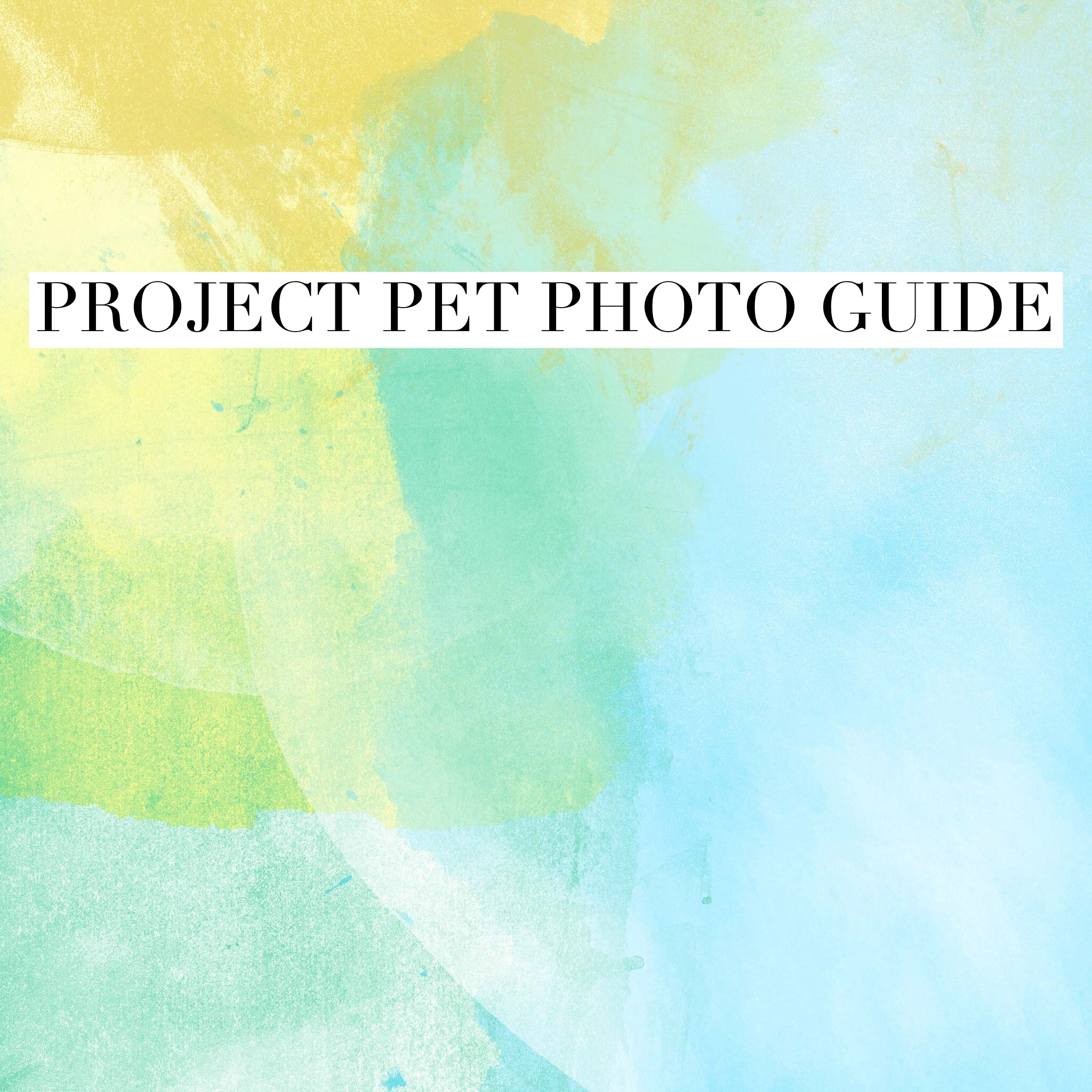 Project Pet at Pinot's Palette